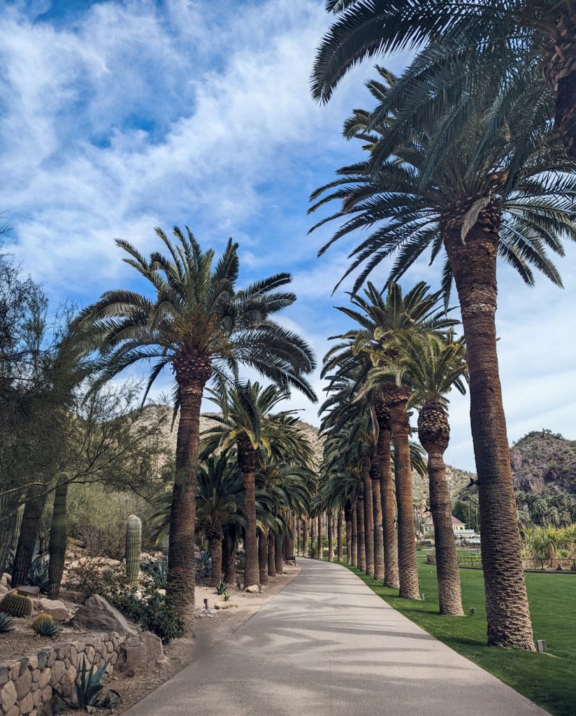 palm tree lines entry driveway to Castle Hot Spring