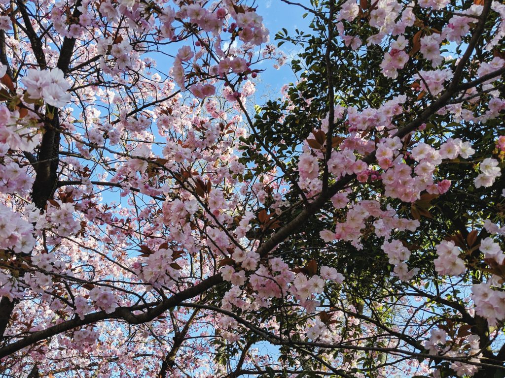 Pink cherry blossoms in Hiroshima