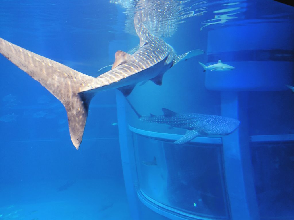 Whale Sharks in the Osaka Aquarium