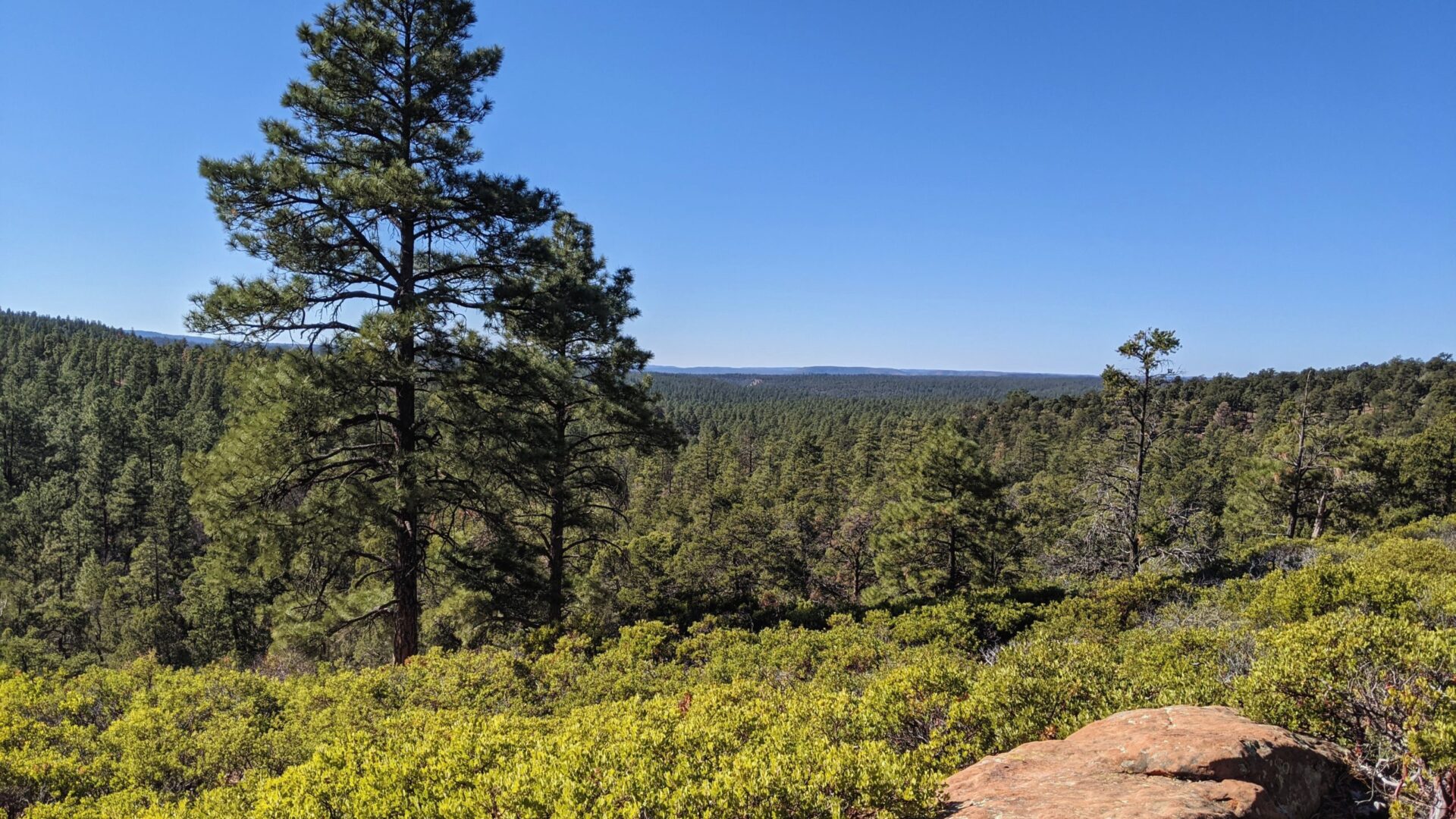 looking out all of the trees beyond the Mogollon Rim Trail