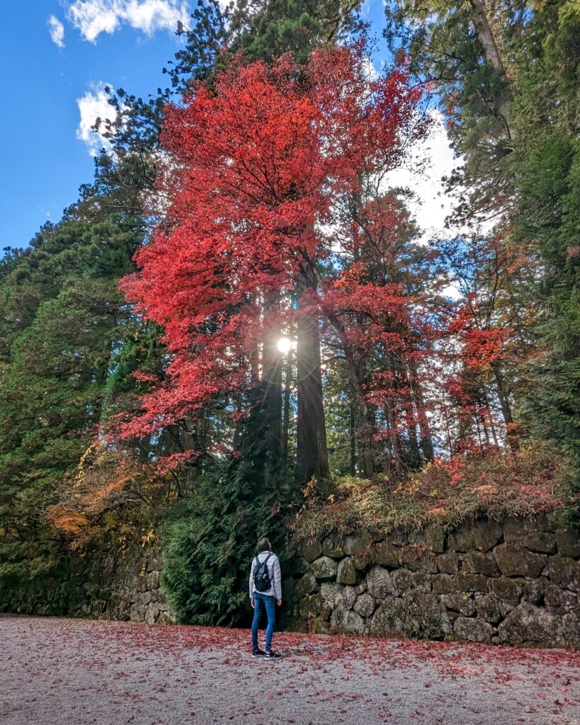 Gabi, The Fringe Explorer, standing under a bright red Japanese maple tree