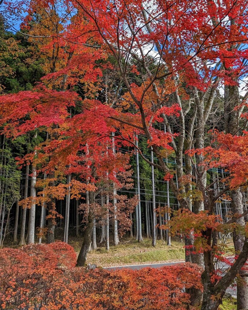 Japanese maple trees with bright red fall colors outside of Okunoin Hotel Tokugawa