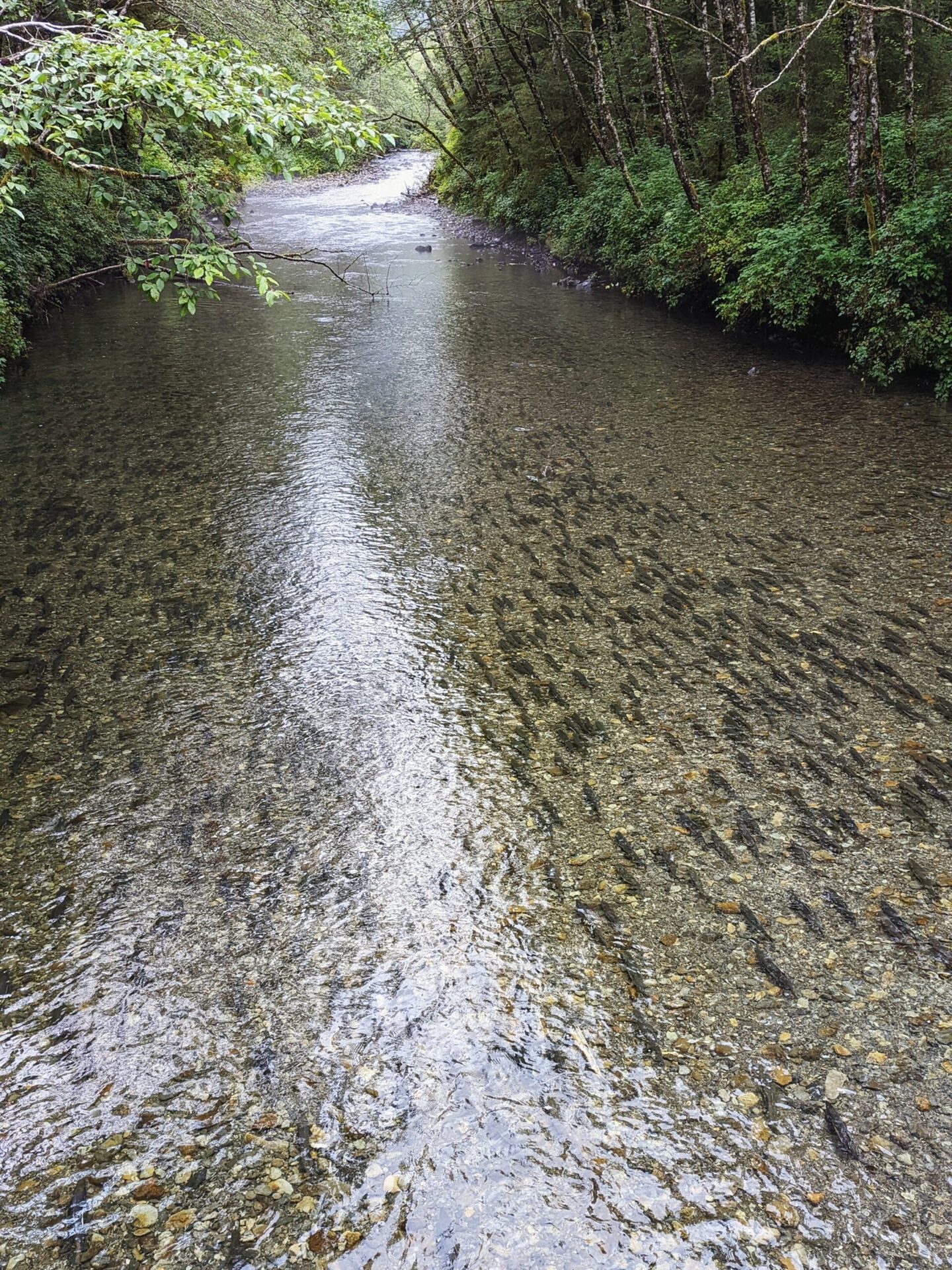 Salmon swimming up stream during the salmon run in August in Alaska