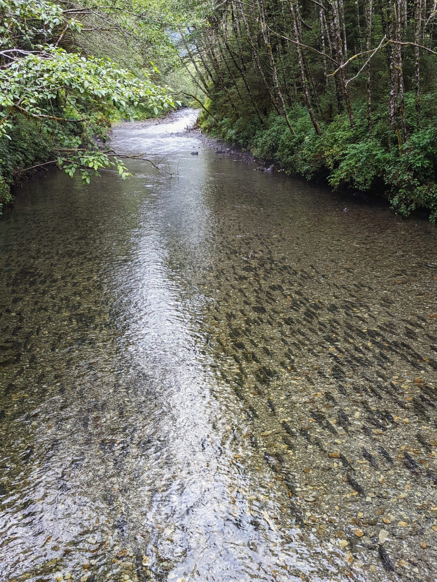 Salmon making their trip up stream in Sitka's Indian River