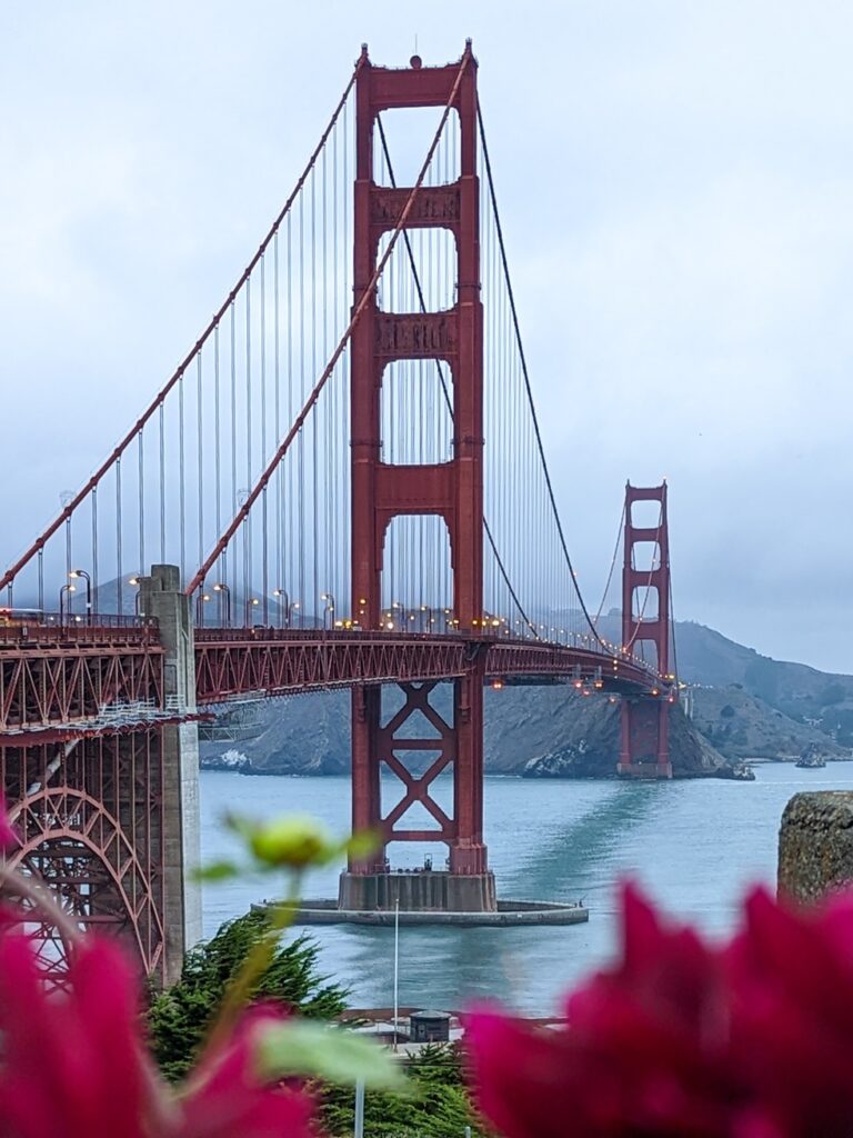 Looking down the side of the Golden Gate Bridge in San Francisco with some pink flowers in the foreground. The sky is foggy.