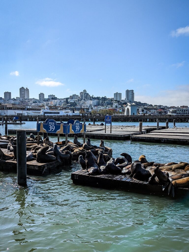 Brown seals sitting on floating wood docks with "Pier 39" signed in the background