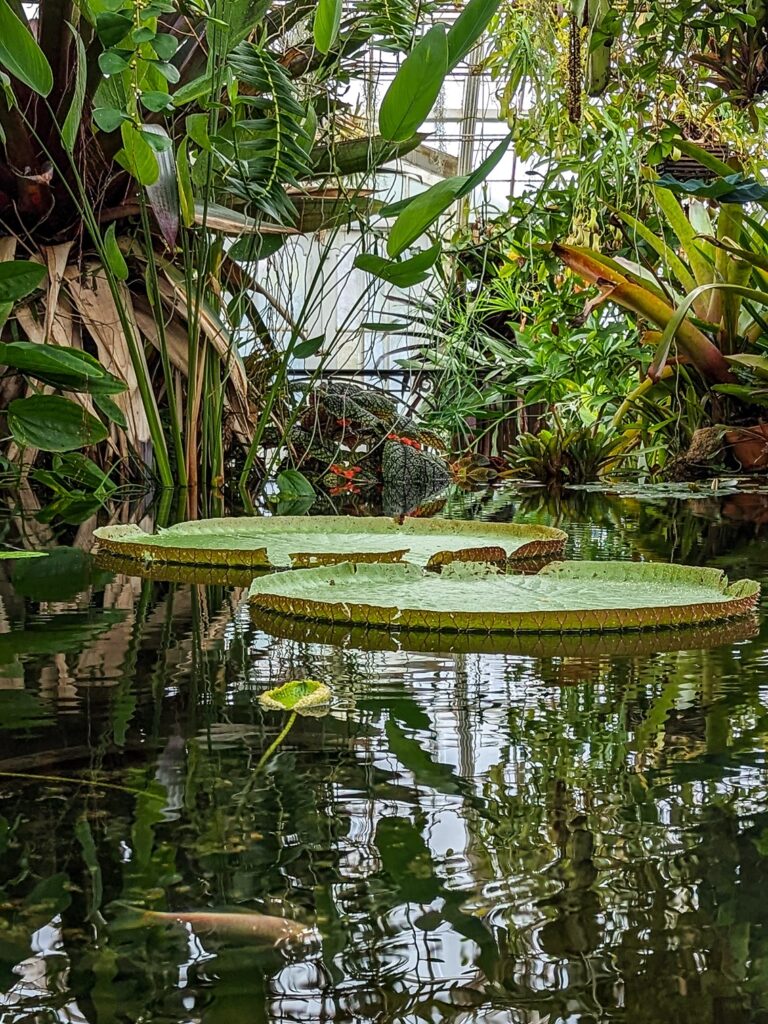 Giant water lily pads sitting on a small pond surrounded by a variety of green and orange plants