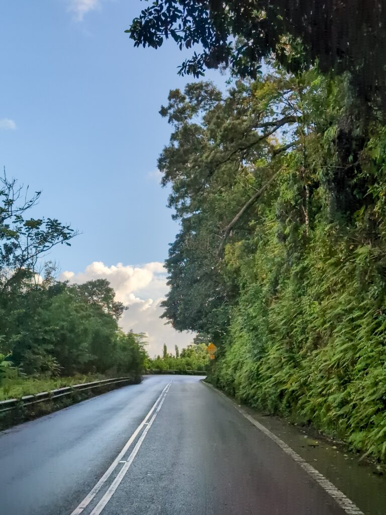 Two lane highway lines with tropical trees and plants. Clouds on the horizon in the distance.