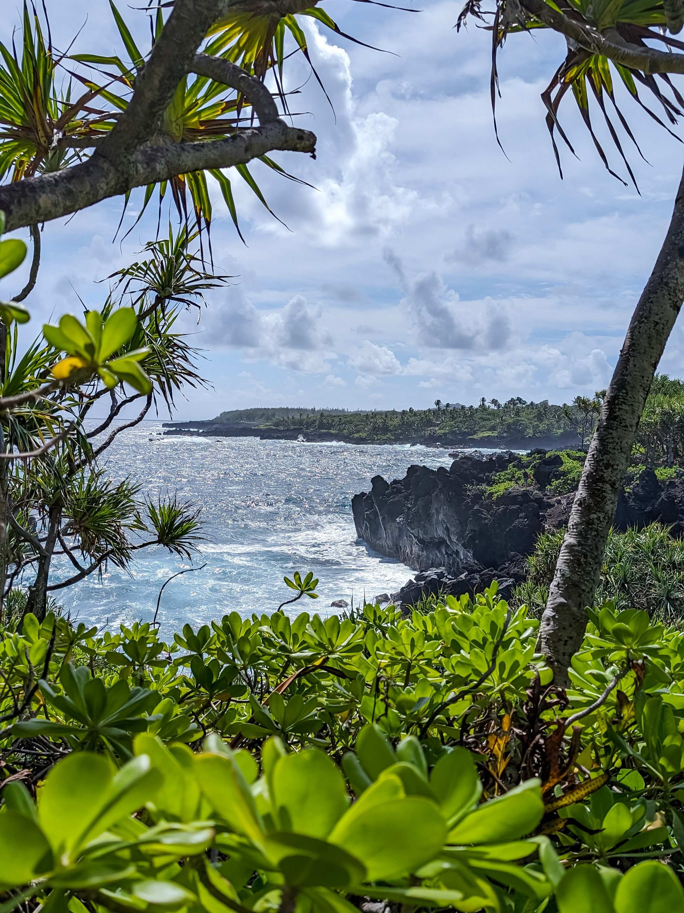 Looking between and over tropical trees and plants at a bright blue ocean hitting a black rocky shore.