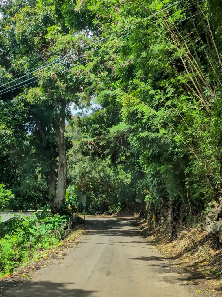 One lane road on the "Road to Hana" lined with green tropical trees and plants. Powerlines run through the top of the trees.