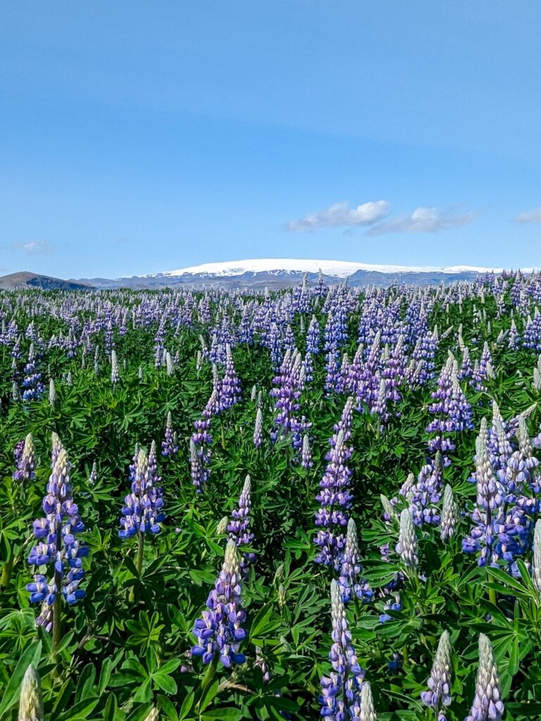 Field of green and purple lupine flowers. There is a snow capped mountain in the background. The sky is bright blue with a few small clouds.