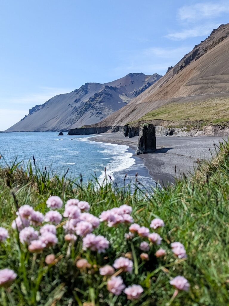 low photo with grass and little pink flowers in the foreground. Waves, a black sand beach, rock formation and mountain are in the background.