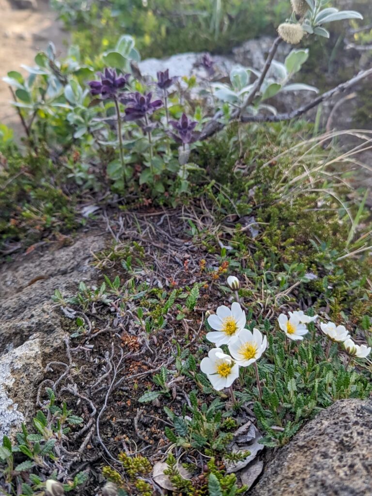 small white flowers, purple leaves and grass on a rock.