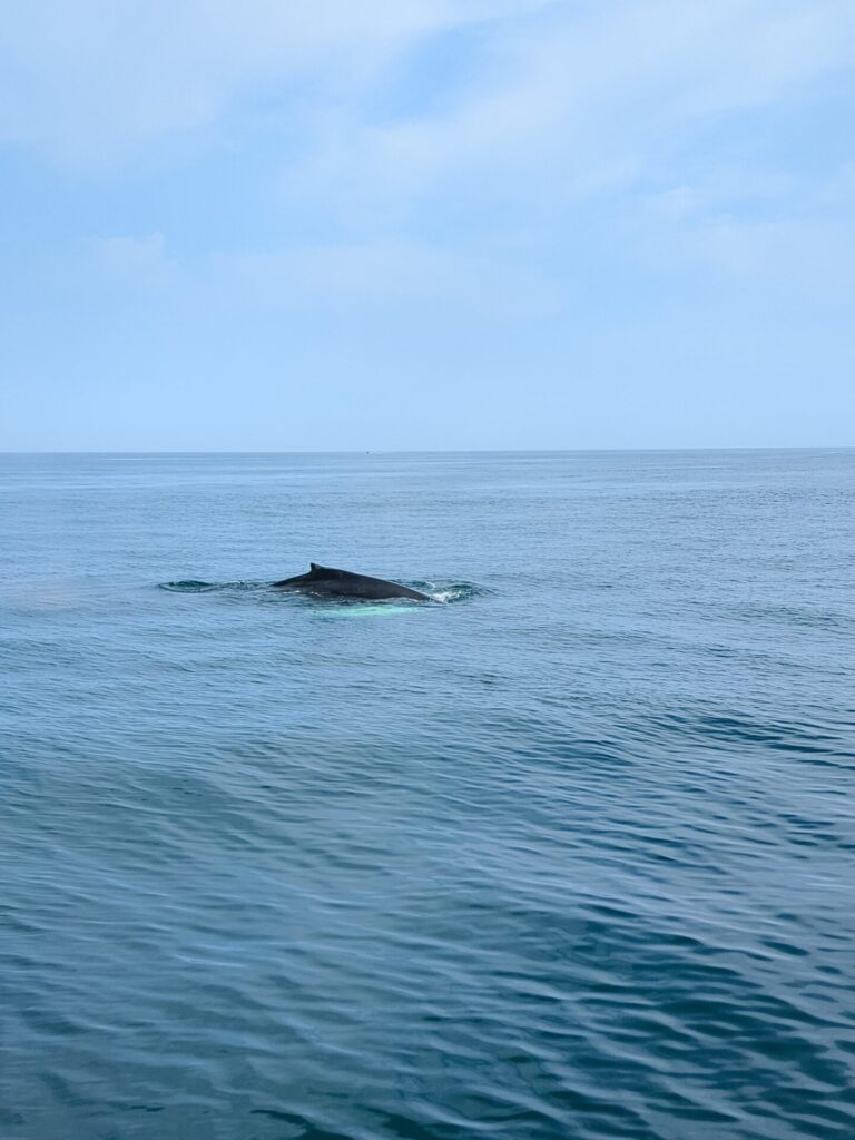 Back fin of a humpback whale popping out of the ocean