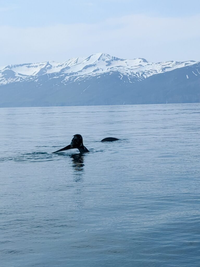 whale tale and whale back popping out of the ocean. Snow capped mountains in the background.