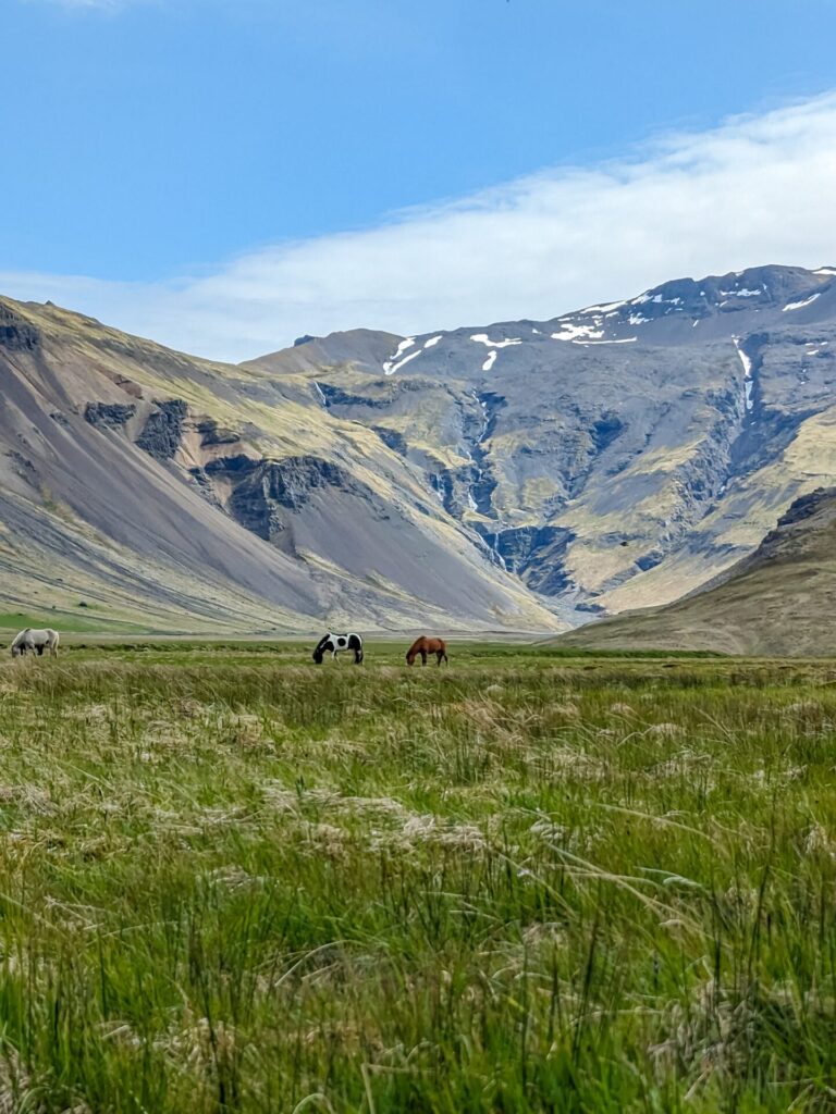 two horses grazing in a field in front of a mountain.