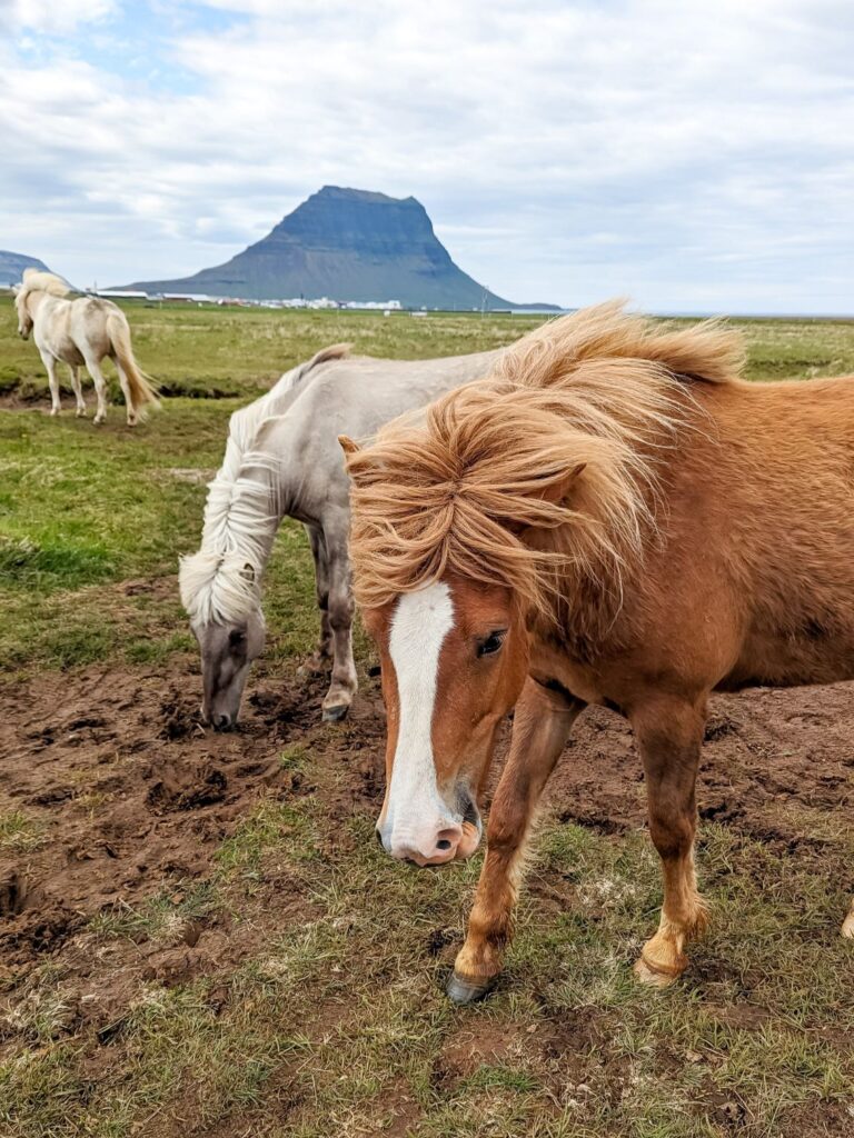 two horses, brown and white, grazing in a field up close. Kirkjufell mountain is in the background