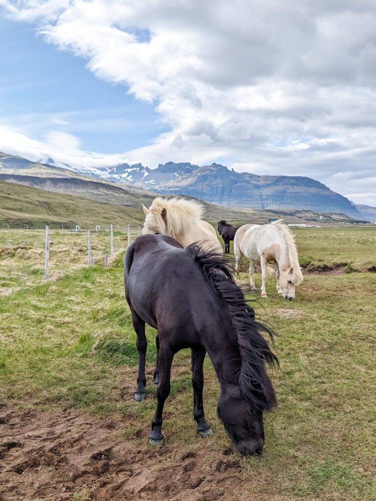 Horsesgrazing in a field up close. Mountains are in the background