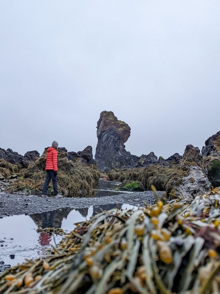 Gabi, a woman wearing a red puffer jacket, black pants, hiking boots, and a beanie is walking along a tide pool area covered in mossy sea plants with a rock formation in the background