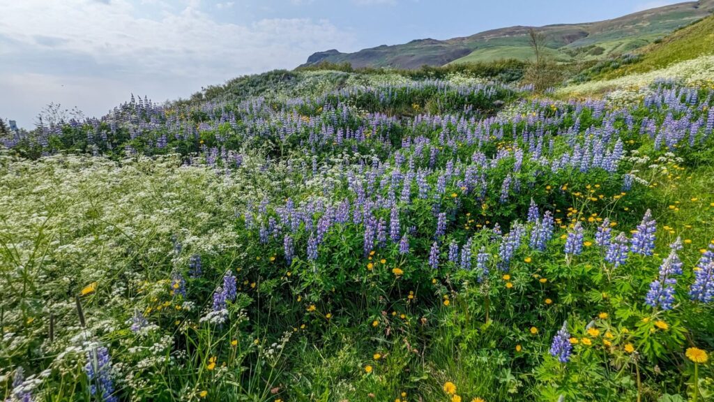 grassy hills covered in baby's-breath, lupine, and dandelion wild flowers