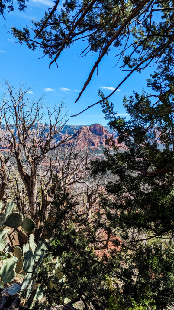 A vertical photo peering through a natural frame of pine branches, bare gray tree limbs, and prickly pear cactus pads in the foreground to reveal a sunlit red rock Butte standing in the distance under a blue sky.