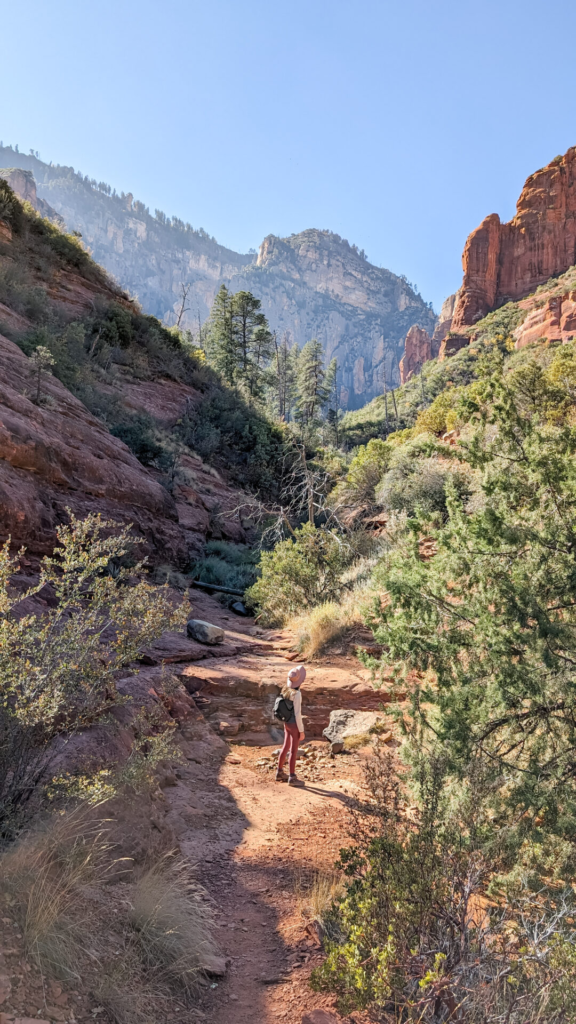 A vertical shot of a lone hiker with a backpack and sun hat standing on a sandy trail in a canyon corridor. High, sunlit red rock cliffs rise in the background above a dense forest of evergreen pine trees and shrubs.
