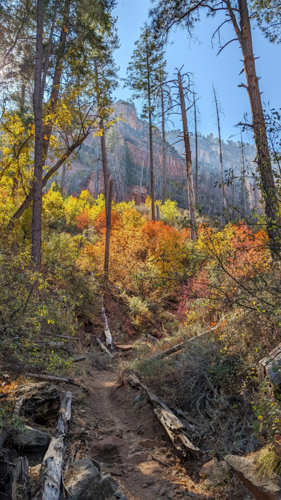 A vertical forest trail photo showing vibrant yellow and orange fall foliage glowing in the sunlight behind tall, slender pine trees. Fallen logs line the dirt path, with towering red rock canyon cliffs peaking through the trees in the upper background.