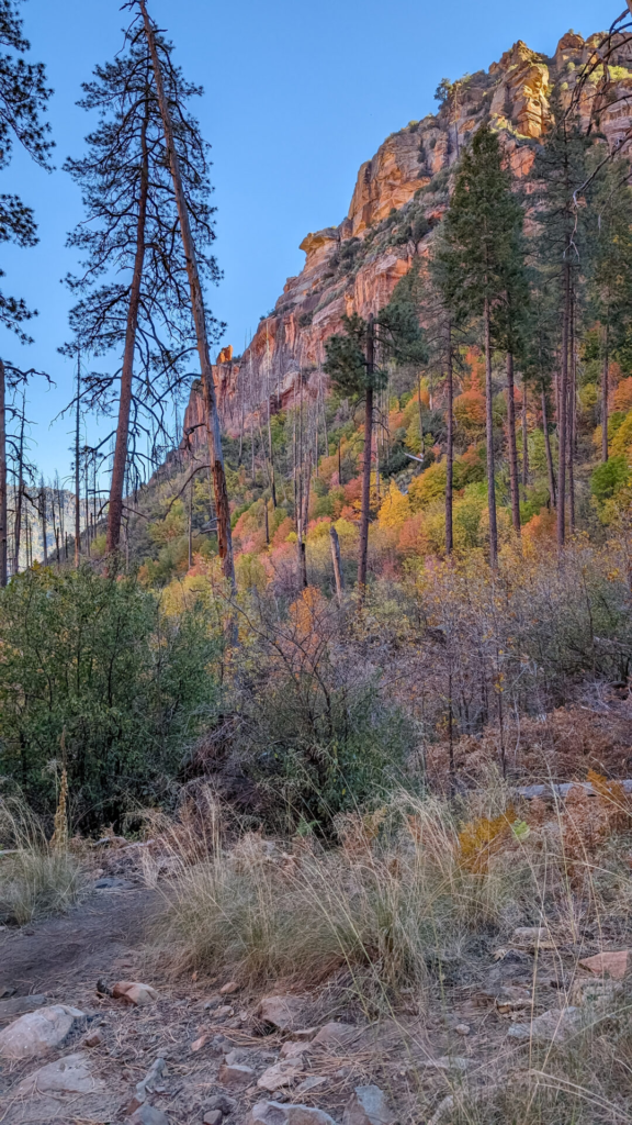 A vertical shot looking up a canyon slope where bright yellow, orange, and red autumn trees mix with tall green pines at the base of a sheer, towering red rock cliff bathed in warm sunlight against a clear blue sky.
