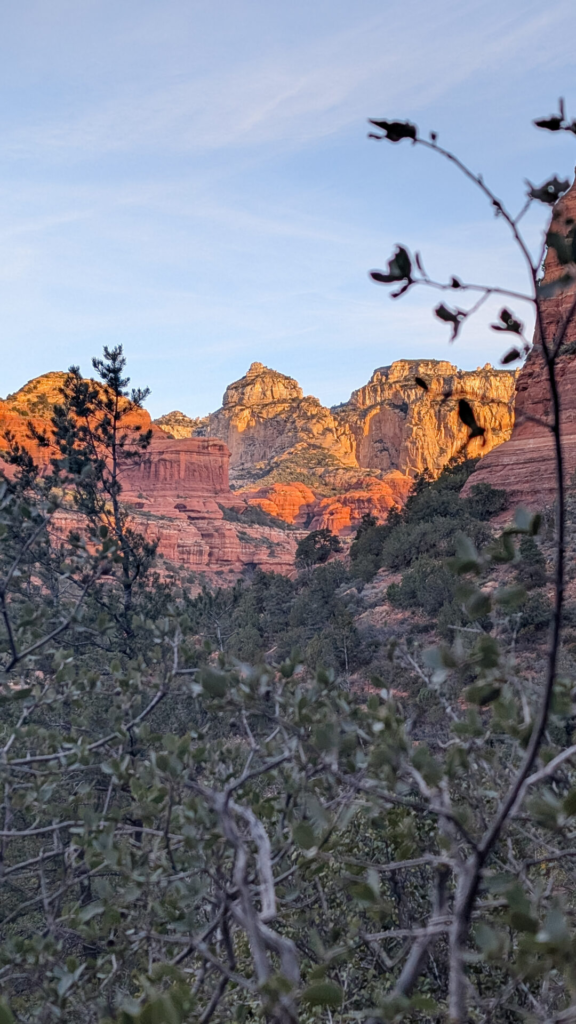 A vertical landscape photo looking through bare desert branches and green shrubs toward towering, layered red rock canyon formations illuminated by warm morning sunlight under a soft blue sky.