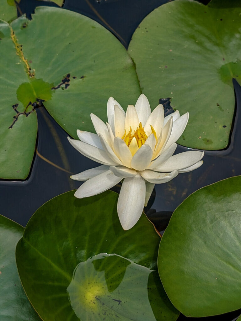 A lily on water with green lily pads