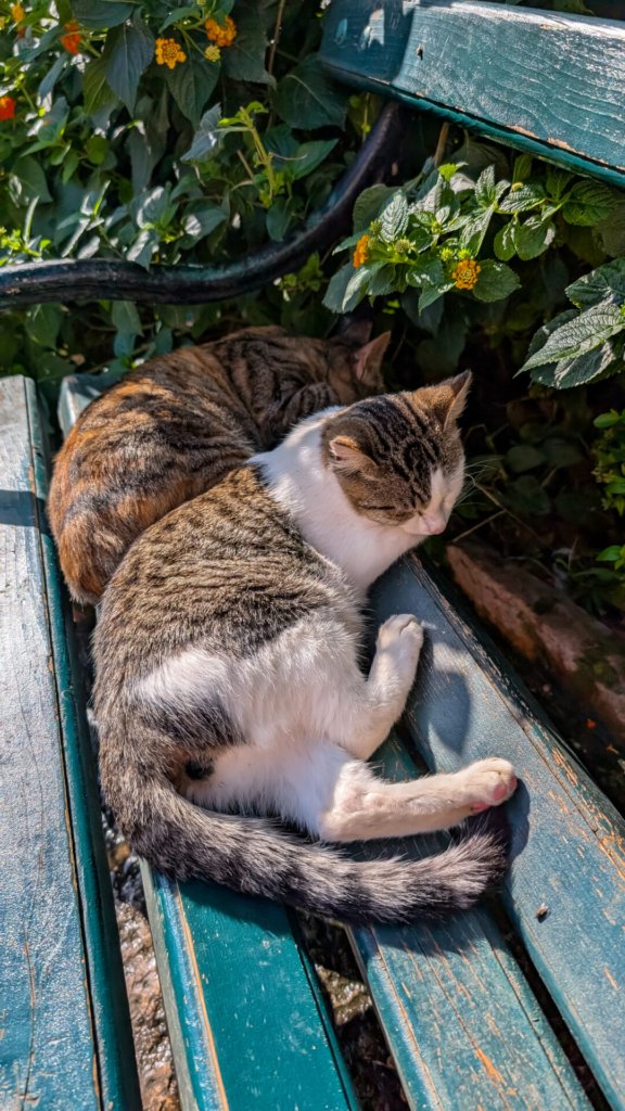 Two stray cats, one brown tabby and one white and brown, sleeping peacefully together on a green wooden park bench in Kotor.