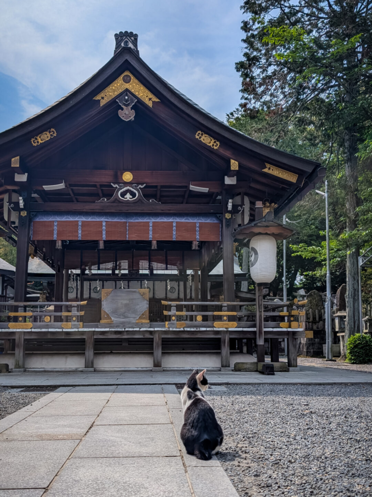 A black and white cat sitting on a stone pathway outside a traditional wooden Japanese Shinto shrine.