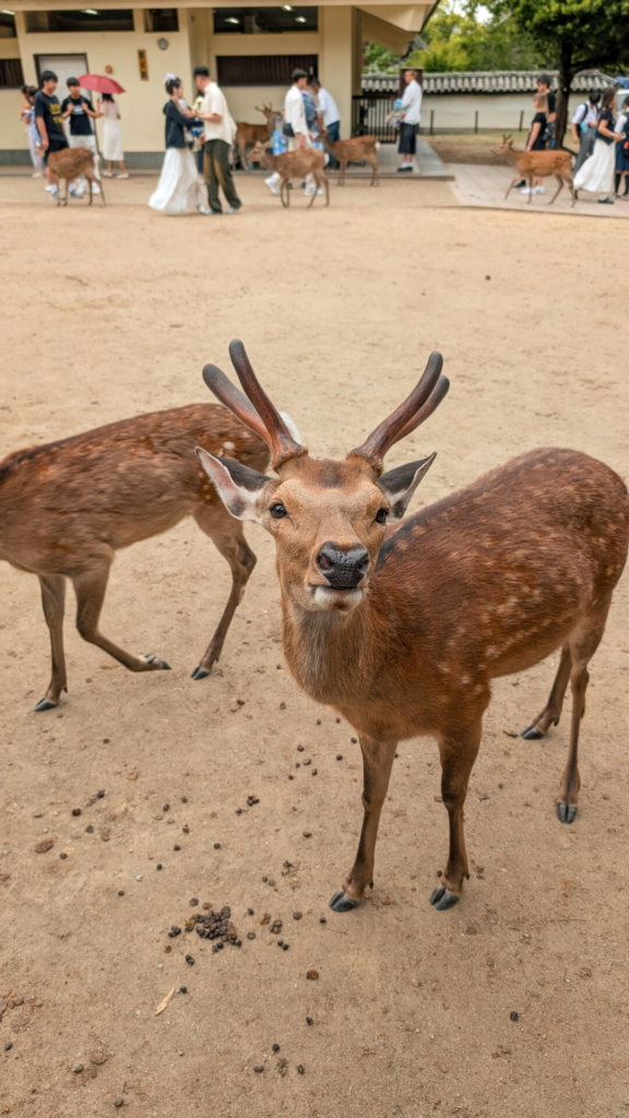 Close-up of a friendly spotted deer standing on the sand at Nara Park.