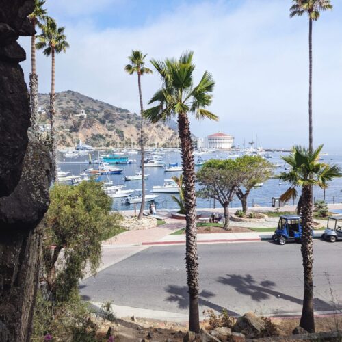 View of the Catalina Island bay. the Bay can be seen from across a stree among multiple palm trees